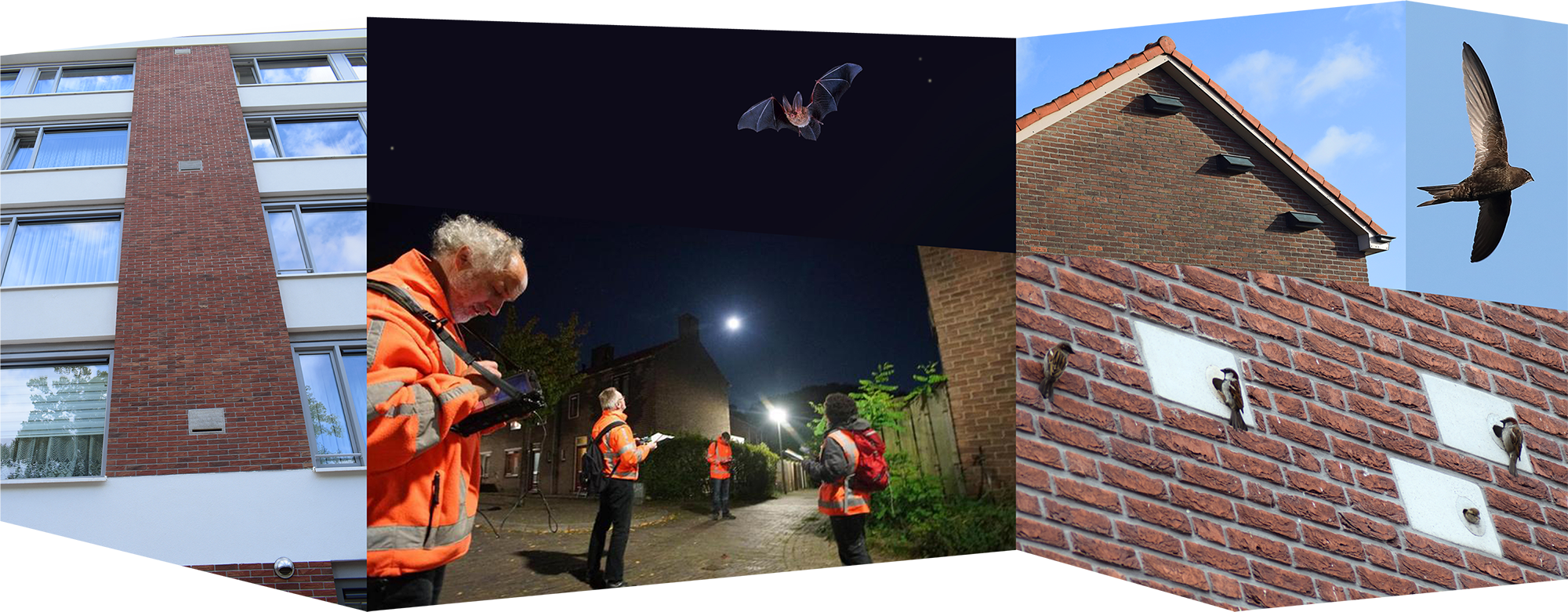 Collage van foto's van een flatgebouw, mannen in oranje hesjes die vleermuizen tellen, nestkastjes onder een dakrand, een vliegende gierzwaluw en mussen die voor hun nestkatje in de gevel zitten